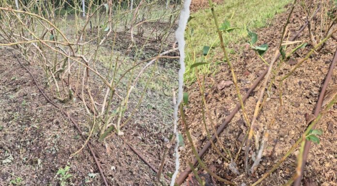 8 minut. Dramat plantatorów borówki z małopolski