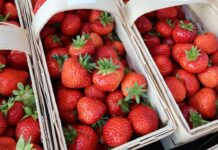 Sprawdzamy ceny truskawek 17 czerwca. W skupach już 9 zł/kg ceny truskawek