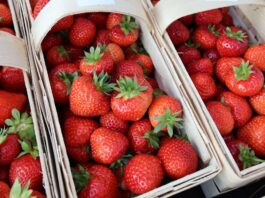 Nowości i polecane odmiany truskawek na sezon 2026 ceny truskawek, odmiany truskawek