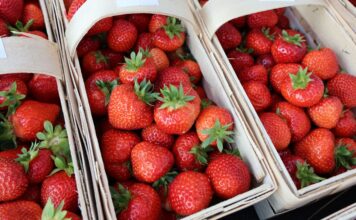 Nowości i polecane odmiany truskawek na sezon 2026 ceny truskawek, odmiany truskawek