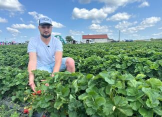 Federica, Mailing Vitality i przyszłość rynku truskawki – relacja z finału Truskawkowych Inspiracji 2024