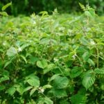Malina w gruncie już kwitnie (monitoring plantacji, 4.06.2025 r.) Fot. 2. ‘Glen Ample’ – początek kwitnienia, BBCH 61 (04.06.2025.)