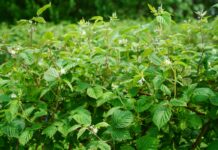 Malina w gruncie już kwitnie (monitoring plantacji, 4.06.2025 r.) Fot. 2. ‘Glen Ample’ – początek kwitnienia, BBCH 61 (04.06.2025.)