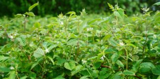 Malina w gruncie już kwitnie (monitoring plantacji, 4.06.2025 r.) Fot. 2. ‘Glen Ample’ – początek kwitnienia, BBCH 61 (04.06.2025.)