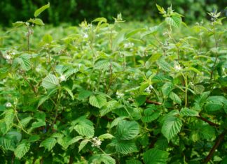 Malina w gruncie już kwitnie (monitoring plantacji, 4.06.2025 r.) Fot. 2. ‘Glen Ample’ – początek kwitnienia, BBCH 61 (04.06.2025.)