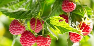 Kluczowe wyzwania w uprawie nowych odmian malin malina