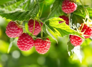 Kluczowe wyzwania w uprawie nowych odmian malin malina