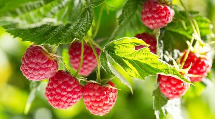 Kluczowe wyzwania w uprawie nowych odmian malin malina