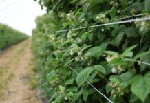 Nowoczesne podejście do ochrony malin przed szkodnikami: naturalne preparaty w walce z przędziorkami i szpecielami