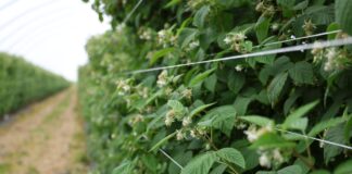 Nowoczesne podejście do ochrony malin przed szkodnikami: naturalne preparaty w walce z przędziorkami i szpecielami