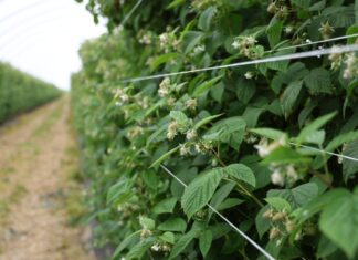 Nowoczesne podejście do ochrony malin przed szkodnikami: naturalne preparaty w walce z przędziorkami i szpecielami