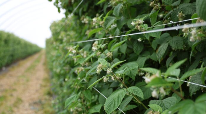 Nowoczesne podejście do ochrony malin przed szkodnikami: naturalne preparaty w walce z przędziorkami i szpecielami