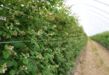 Biologiczne rozwiązania wspomagające uprawę malin