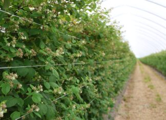 Biologiczne rozwiązania wspomagające uprawę malin