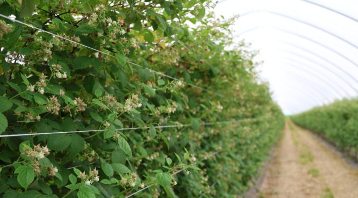 Biologiczne rozwiązania wspomagające uprawę malin