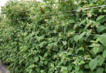 Nawożenie malin w fazie zawiązywania i wzrostu owoców