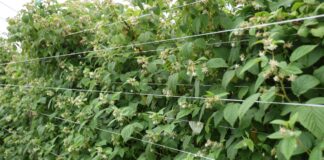 Nawożenie malin w fazie zawiązywania i wzrostu owoców