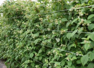 Nawożenie malin w fazie zawiązywania i wzrostu owoców