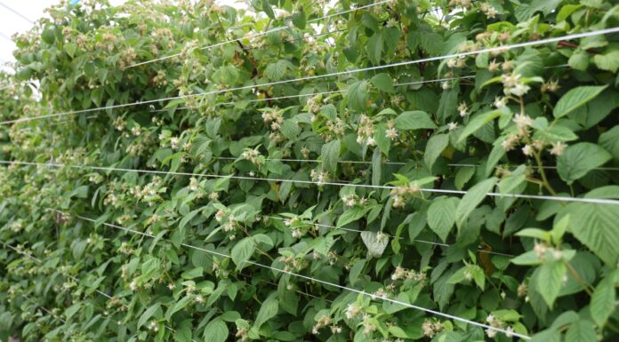 Nawożenie malin w fazie zawiązywania i wzrostu owoców