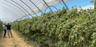 Malinowe Factory 2025 – finałowe szkolenie już 6 września. Zobacz program malina nawozy yara