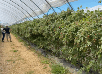 Malinowe Factory 2025 – finałowe szkolenie już 6 września. Zobacz program malina nawozy yara