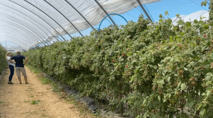 Malinowe Factory 2025 – finałowe szkolenie już 6 września. Zobacz program malina nawozy yara