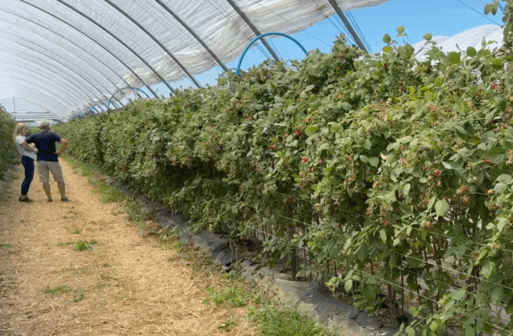 Malinowe Factory 2025 – finałowe szkolenie już 6 września. Zobacz program malina nawozy yara