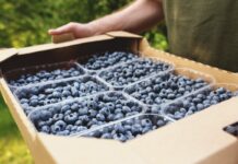 Na Ukrainie ceny borówki rosną trzeci tydzień z rzędu