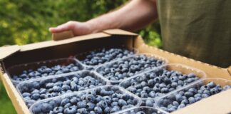 Na Ukrainie ceny borówki rosną trzeci tydzień z rzędu