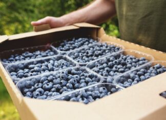 Na Ukrainie ceny borówki rosną trzeci tydzień z rzędu