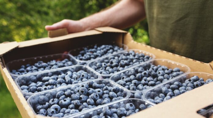 Na Ukrainie ceny borówki rosną trzeci tydzień z rzędu
