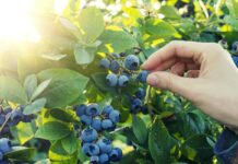 Jak nowe odmiany borówki amerykańskiej wpływają na plon? borówki z peru
