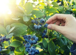 Jak nowe odmiany borówki amerykańskiej wpływają na plon? borówki z peru