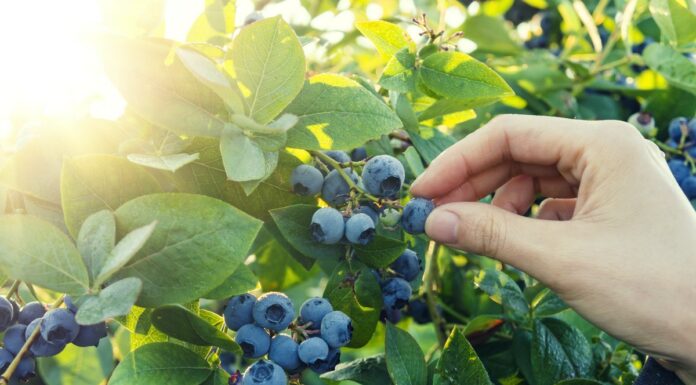 Jak nowe odmiany borówki amerykańskiej wpływają na plon? borówki z peru