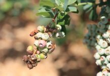 Uwaga na chrząszcze w uprawach jagodowych. Zaczęły się naloty!