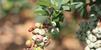 Uwaga na chrząszcze w uprawach jagodowych. Zaczęły się naloty!