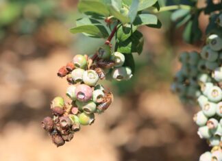 Uwaga na chrząszcze w uprawach jagodowych. Zaczęły się naloty!