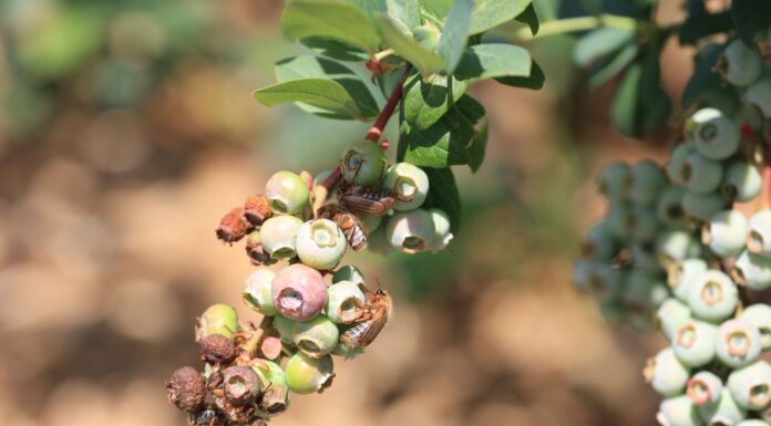 Uwaga na chrząszcze w uprawach jagodowych. Zaczęły się naloty!