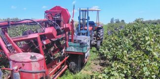 Wypadek przy zbiorach porzeczki. Kombajn przygniótł mężczyznę wypadek podczas zbioru porzeczek