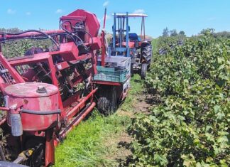 Wypadek przy zbiorach porzeczki. Kombajn przygniótł mężczyznę wypadek podczas zbioru porzeczek