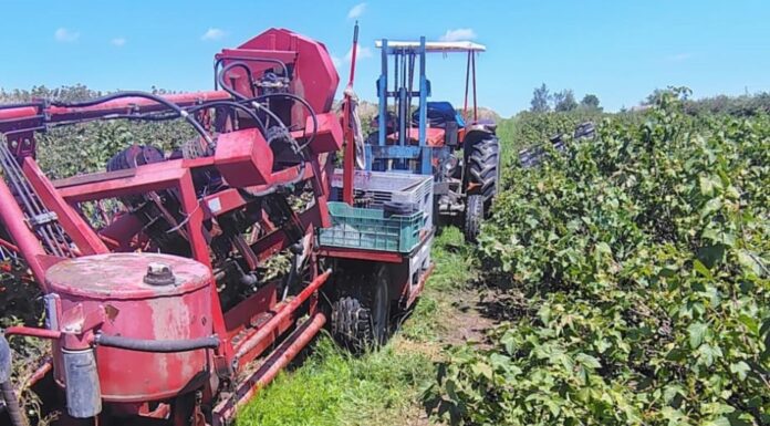 Wypadek przy zbiorach porzeczki. Kombajn przygniótł mężczyznę wypadek podczas zbioru porzeczek