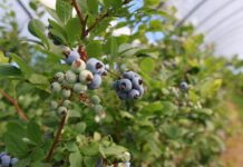 Kluczowe zabiegi dla borówki wysokiej przed i w trakcie zbiorów zabiegi dla borówki wysokiej, borówka wysoka, borówkowe factory