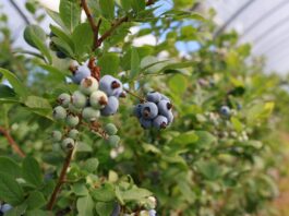 Rosnące wyzwania w ochronie borówki zabiegi dla borówki wysokiej, borówka wysoka, borówkowe factory
