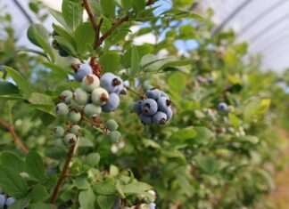Kluczowe zabiegi dla borówki wysokiej przed i w trakcie zbiorów zabiegi dla borówki wysokiej, borówka wysoka, borówkowe factory