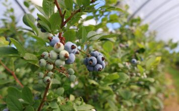 Rosnące wyzwania w ochronie borówki zabiegi dla borówki wysokiej, borówka wysoka, borówkowe factory