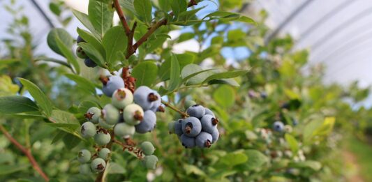 Rosnące wyzwania w ochronie borówki zabiegi dla borówki wysokiej, borówka wysoka, borówkowe factory