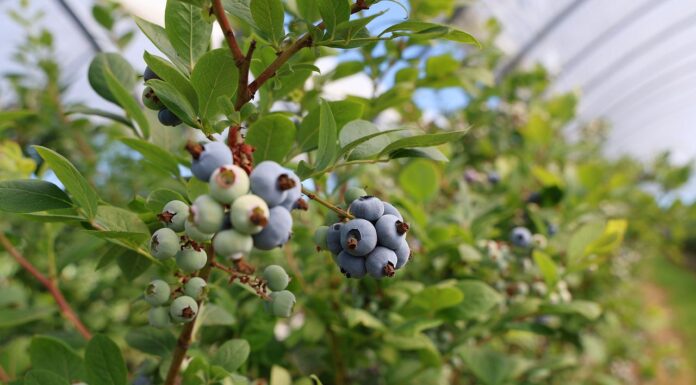 Kluczowe zabiegi dla borówki wysokiej przed i w trakcie zbiorów zabiegi dla borówki wysokiej, borówka wysoka, borówkowe factory