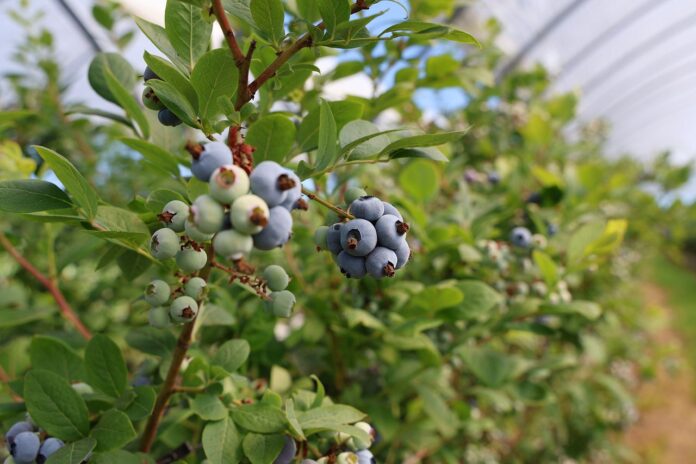 8K9A0362_07_04_2025 zabiegi dla borówki wysokiej, borówka wysoka, borówkowe factory