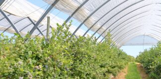 Borówkowe Factory – w tym sezonie tunele pokazały pełnię możliwości