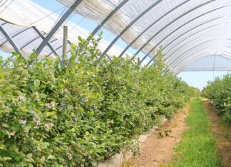 Borówkowe Factory – w tym sezonie tunele pokazały pełnię możliwości